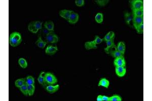 Immunofluorescence (IF) image for anti-Progestin and AdipoQ Receptor Family Member V (PAQR5) (AA 1-51) antibody (ABIN7159336)