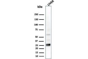 Western Blot Analysis of liver tissue lysate using GSTMu2 Mouse Monoclonal Antibody (CPTC-GSTMu2-2). (GSTM4 Antikörper)