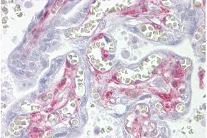 Immunohistochemistry with Placenta tissue at an antibody concentration of 5µg/ml using anti-LGALS1 antibody (ARP58491_P050) (LGALS1/Galectin 1 Antikörper  (Middle Region))