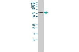 KPNA5 monoclonal antibody (M01), clone 1D2 Western Blot analysis of KPNA5 expression in HepG2 . (KPNA5 Antikörper  (AA 1-539))