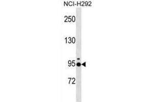 Western Blotting (WB) image for anti-Janus Kinase and Microtubule Interacting Protein 2 (JAKMIP2) antibody (ABIN3000763) (JAKMIP2 Antikörper)