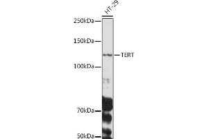 Western blot analysis of extracts of HT-29 cells, using TERT antibody (ABIN3017111, ABIN3017112, ABIN3017113, ABIN1682996 and ABIN6219958) at 1:1000 dilution. (TERT Antikörper  (C-Term))