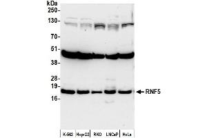 Western Blotting (WB) image for anti-Ring Finger Protein 5, E3 Ubiquitin Protein Ligase (RNF5) (AA 1-50) antibody (ABIN7449809)