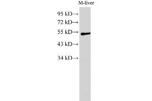 Western Blot analysis of Mouse liver using GCK Polyclonal Antibody at dilution of 1:1000 (GCK Antikörper)