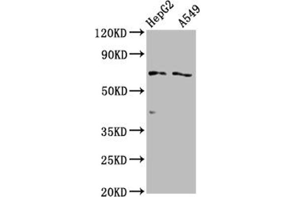 SLCO1B1 Antikörper  (AA 426-537)