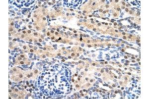 SULF2 antibody was used for immunohistochemistry at a concentration of 4-8 ug/ml to stain Epithelial cells of renal tubule (arrows) in Human Kidney. (SULF2 Antikörper  (C-Term))