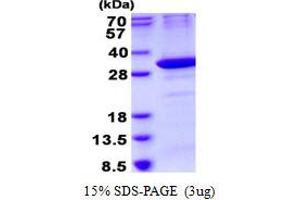 Image no. 1 for Ornithine Decarboxylase Antizyme 1 (OAZ1) protein (His tag) (ABIN1098382) (OAZ1 Protein (His tag))