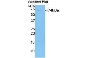 WB of Protein Standard: different control antibodies against Highly purified E. (FBLN4 ELISA Kit)