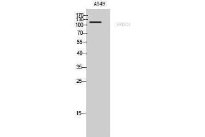 Western Blotting (WB) image for anti-Splicing Factor, Arginine/serine-Rich 14 (SFRS14) (Internal Region) antibody (ABIN3186925) (SFRS14 Antikörper  (Internal Region))