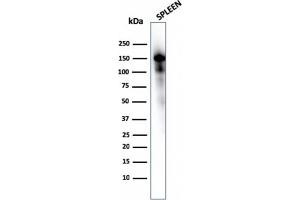 Western Blot Analysis of Spleen tissue lysate using CD163 Mouse Monoclonal Antibody (M130/1210). (CD163 Antikörper  (AA 43-196))