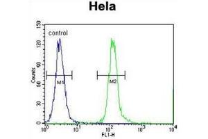 Flow cytometric analysis of Hela cells using CPSF4L Antibody (C-term) Cat.