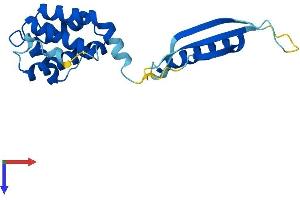 COMMD3 Protein (AA 1-195) (His tag)
