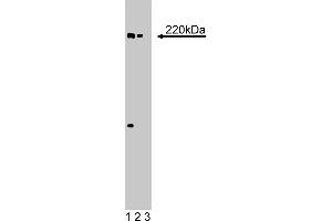 Western Blotting (WB) image for anti-eIF-4gamma (AA 1217-1386) antibody (ABIN968023)