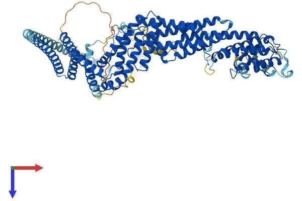 RINT1 Protein (AA 1-792) (His tag)