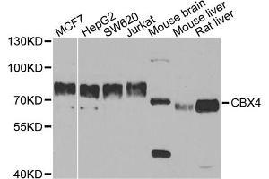 Western blot analysis of extracts of various cell lines, using CBX4 antibody.