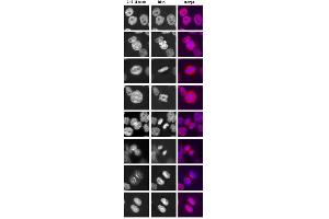 Immunofluorescence showing HeLa cells stained with TMPO polyclonal antibody . (Thymopoietin Antikörper  (AA 188-693))