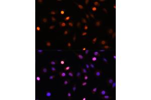 Immunofluorescence analysis of L929 cells using PRMT1 Rabbit pAb (ABIN3021311, ABIN3021312, ABIN3021313 and ABIN6214838) at dilution of 1:100. (PRMT1 Antikörper  (AA 20-353))
