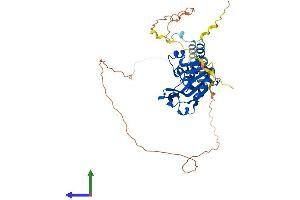 AlphaFold protein structure predicition of Human Recombinant REXO4 Protein, UniprotID Q9GZR2 (REXO4 Protein (AA 1-422) (His tag))
