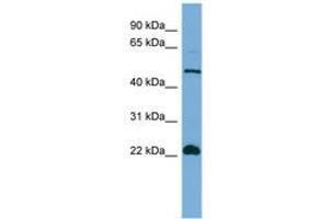 Image no. 1 for anti-Hemogen (HEMGN) (N-Term) antibody (ABIN6745663) (HEMGN Antikörper  (N-Term))