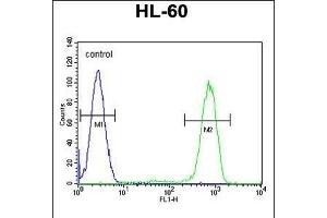 CASP12 Antibody (Center) (ABIN655966 and ABIN2845350) flow cytometric analysis of HL-60 cells (right histogram) compared to a negative control cell (left histogram).