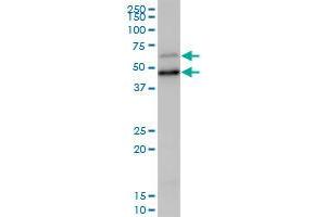 SCP2 MaxPab polyclonal antibody. (SCP2 Antikörper  (AA 1-322))