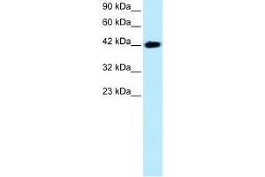 BARHL2 anticorps  (Middle Region)