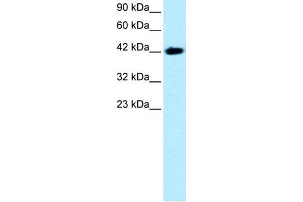 BARHL2 anticorps  (Middle Region)