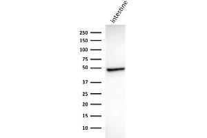 Western Blot Analysis of human Intestine tissue lysate using Cytokeratin 18 Mouse Monoclonal Antibody (DC10). (Cytokeratin 18 Antikörper)