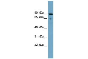WB Suggested Anti-SLC26A9 Antibody Titration:  0. (Slc26a9 Antikörper  (Middle Region))