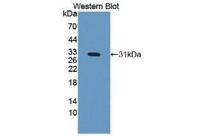 Western Blotting (WB) image for anti-Insulin-Like Growth Factor Binding Protein 4 (IGFBP4) (AA 22-258) antibody (ABIN3209557) (IGFBP4 Antikörper  (AA 22-258))