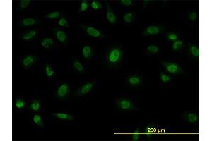 Immunofluorescence of monoclonal antibody to SFPQ on HeLa cell. (SFPQ Antikörper  (AA 269-361))