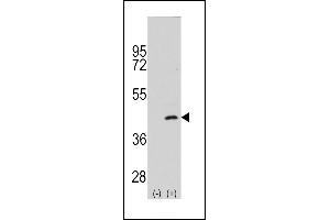 Western blot analysis of P2K4 (arrow) using rabbit polyclonal P2K4 Antibody  (ABIN392418 and ABIN2842027). (MAP2K4 Antikörper  (AA 235-264))
