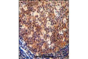 IL12B antibody immunohistochemistry analysis in formalin fixed and paraffin embedded human tonsil tissue followed by peroxidase conjugation of the secondary antibody and DAB staining. (IL12B Antikörper  (C-Term))