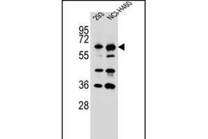 CK Antibody (C-term) (ABIN656313 and ABIN2845615) western blot analysis in 293,NCI- cell line lysates (35 μg/lane). (CKAP4 Antikörper  (C-Term))