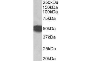 Western Blotting (WB) image for Glial Fibrillary Acidic Protein (GFAP) peptide (ABIN368852) (Glial Fibrillary Acidic Protein (GFAP) Peptid)