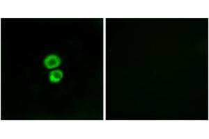 Immunofluorescence analysis of MCF7 cells, using IFM3 Antibody. (IFITM3 Antikörper  (AA 1-50))