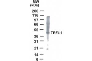 Western Blotting (WB) image for anti-PAP Associated Domain Containing 7 (PAPD7) (AA 447-462) antibody (ABIN2470063)