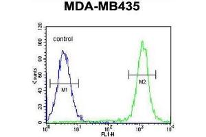 CA026 Antibody (N-term) flow cytometric analysis of MDA-MB435 cells (right histogram) compared to a negative control cell (left histogram). (SWT1 Antikörper  (N-Term))