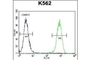 ISWI Antibody (C-term) (ABIN655530 and ABIN2845043) flow cytometric analysis of K562 cells (right histogram) compared to a negative control cell (left histogram). (SMARCA5 Antikörper  (C-Term))