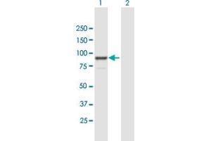 Western Blot analysis of FGD3 expression in transfected 293T cell line by FGD3 MaxPab polyclonal antibody. (FGD3 Antikörper  (AA 1-725))