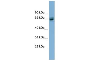 WB Suggested Anti-SLFN12 Antibody Titration: 0. (SLFN12 Antikörper  (N-Term))