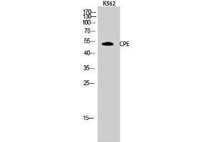 Western Blotting (WB) image for anti-Carboxypeptidase E (CPE) (Internal Region) antibody (ABIN3184066) (CPE Antikörper  (Internal Region))