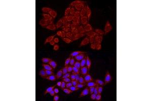 Immunofluorescence analysis of HeLa cells using GRSF1 Rabbit mAb (ABIN7267318) at dilution of 1:50 (40x lens). (GRSF1 Antikörper)