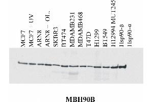 Western blotting analysis of MBH90B reactivity with various cell lines and recombinant Hsp90 alpha and Hsp90 beta protein.