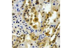 Immunohistochemical analysis of PTGES2 staining in rat kidney formalin fixed paraffin embedded tissue section. (PTGES2 Antikörper)