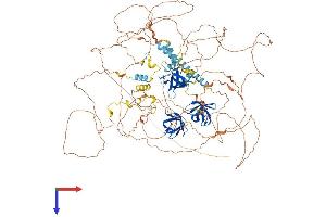 Sorbs2 Protein (AA 1-1100) (His tag)