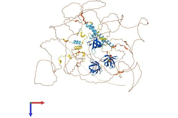 Sorbs2 Protein (AA 1-1100) (His tag)