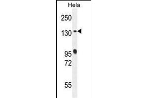 DEN5A Antibody (Center) (ABIN654470 and ABIN2844204) western blot analysis in Hela cell line lysates (35 μg/lane). (DENND5A Antikörper  (AA 695-724))
