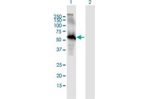 Western Blot analysis of EGFL6 expression in transfected 293T cell line by EGFL6 MaxPab polyclonal antibody.