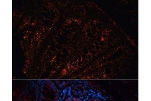 Immunofluorescence analysis of Mouse colon using APC Polyclonal Antibody at dilution of 1:100. (APC Antikörper)